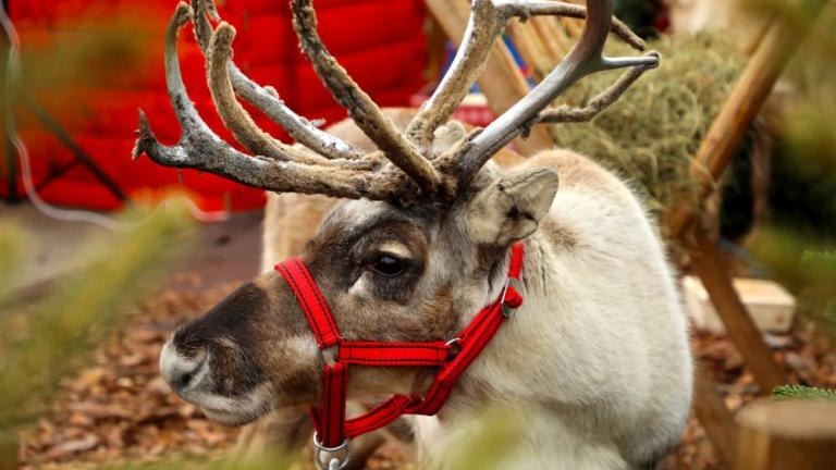 zagroda reniferow Mikolaja Rynek Górny gm Wieliczka-026.jpg