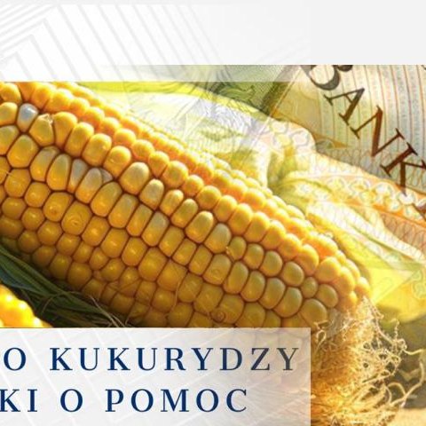 Dopłaty do kukurydzy – wnioski o pomoc do 29 lutego