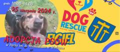 Akcja adopcji psów w Wieliczce
