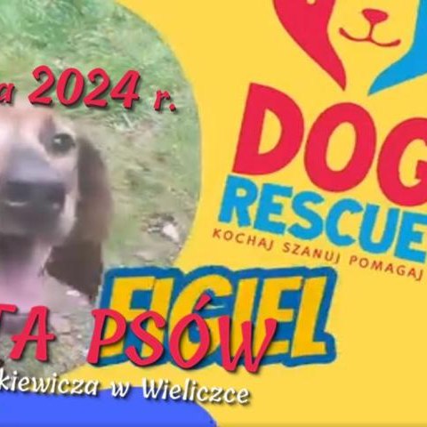 Akcja adopcji psów w Wieliczce