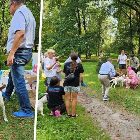Akcja adopcji psów w Parku im. A. Mickiewicza w Wieliczce