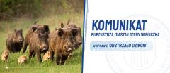 Komunikat w sprawie dzików