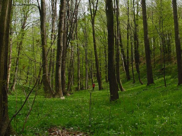 Monitoring lasów