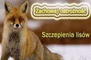 Szczepienie lisów